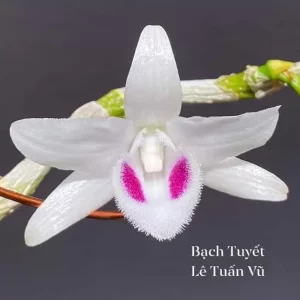 5 Cánh Trắng Bạch Tuyết