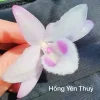 Hồng Yên Thủy